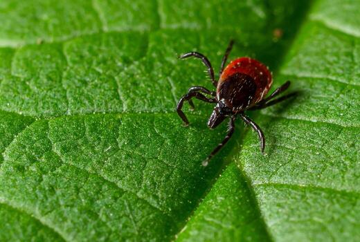 Close-up view of a tick on a green leaf in a natural setting during daylight hours showing distinct coloration and features photo