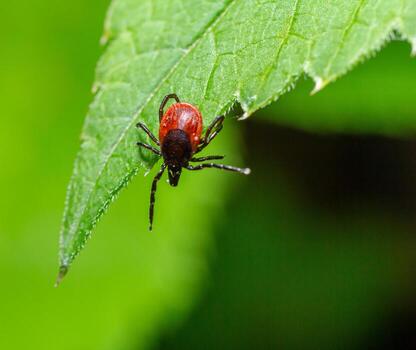 Close-up view of a tick resting on a green leaf under natural light in a forest setting during a warm afternoon photo