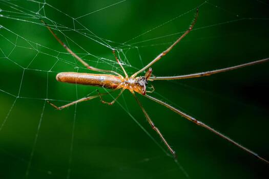 Close-up of a long-bodied cellar spider in its web against a blurred green background photo