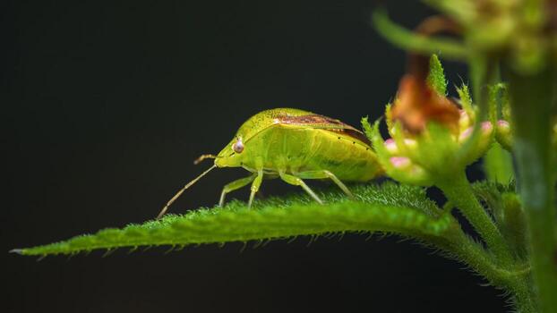 Close-up of a green shield bug on a leaf with a dark background photo