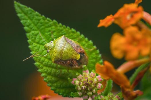 Macro shot of a green shield bug resting on a vibrant green leaf photo