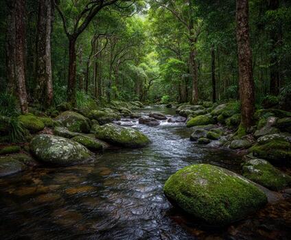 A stream runs through a forest with large rocks photo