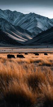 A herd of cattle grazing in a field with mountains in the background photo