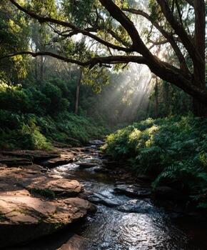 A stream running through a forest with trees and rocks photo