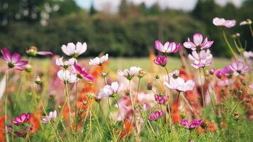 en vibrerande fält av färgrik blommor ställer ut ett array av olika nyanser inom en lugn och fredlig vår landskap video