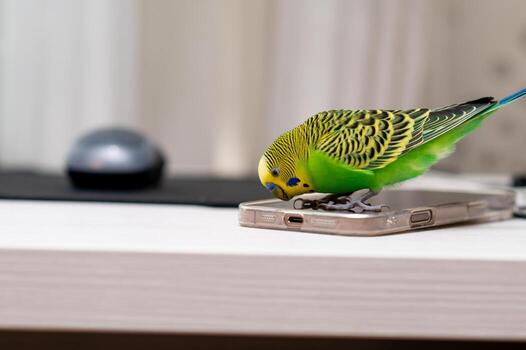 Green budgerigar sitting on laptop with computer mouse on desk j photo