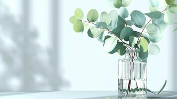 eucalipto galhos dentro uma vidro vaso em uma mesa video