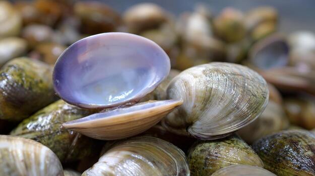 Closeup of shiny live clams with natural shells for seafood enthusiasts photo