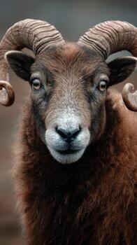 Majestic ram with curved horns staring intently in natural setting photo
