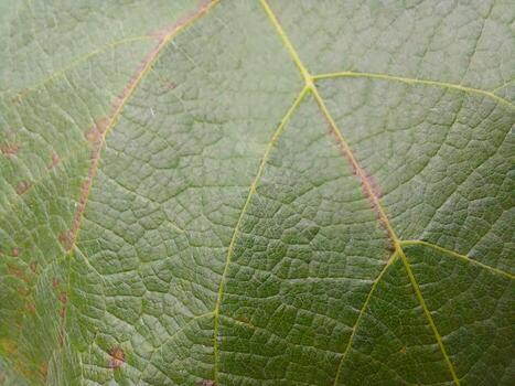 Close up View of Fresh Grape Leaves Showcasing Intricate Vein Patterns and Textures photo