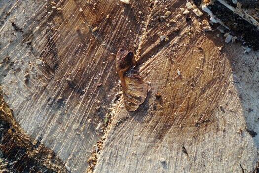 árbol rebanada después corte con serrín y ceniza hojas foto