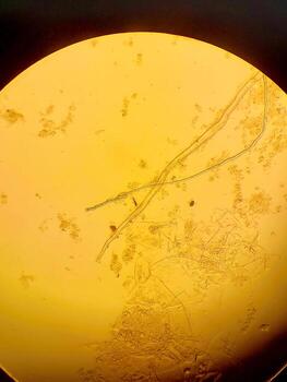 Monochromatic Exploration of a Vibrant Microworld Inhabited by Mysterious Worms and Microorganisms photo