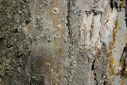 Textured Bark of Tree Revealing Natural Patterns and Colors in Sunlight During Daytime Exploration photo