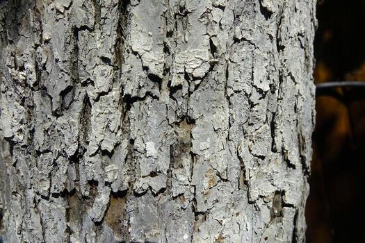 Detailed Close-Up of Textured Bark on an Old Tree in a Forest During Daylight Hours photo