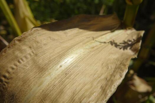 Close-up of a Dry Corn Leaf With Intricate Texture in a Field Under Bright Sunlight photo