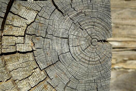 Close-up of Cracked Wooden Tree Structure From Old House Revealing Intricate Textures and Patterns photo