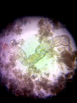 Microscopic View of Nematode Germs Showcasing Their Unique Structure and Environment in Detail photo