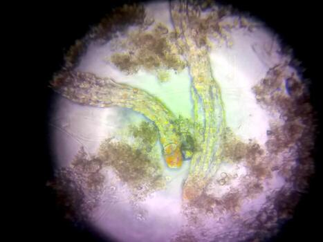 Microscopic View of Nematode Organisms in a Laboratory Setting for Scientific Analysis photo