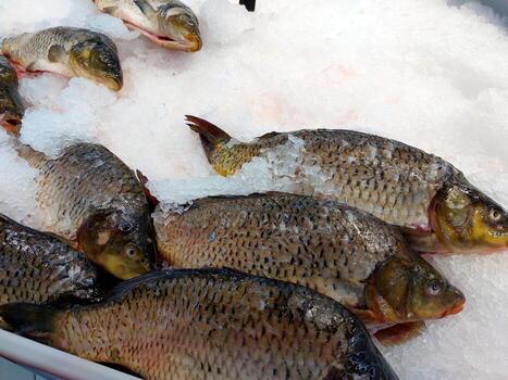 Fresh Carp Fish Resting on Ice at a Market Counter Ready for Sale and Preparation photo