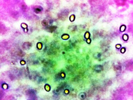 Microbial Life Magnified Under a Microscope Reveals Intricate Structures and Vibrant Colors photo