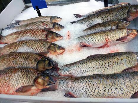 Fresh Grass Carp Fish Displayed on Ice in a Market Setting for Sale photo