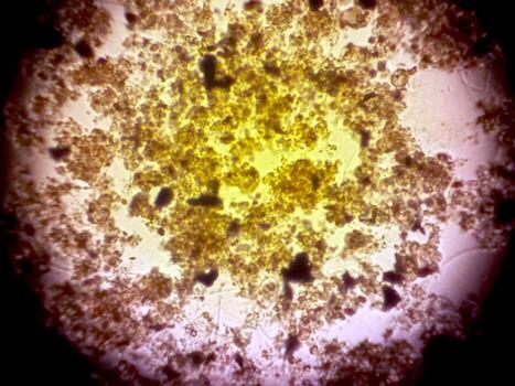 Observation of Diverse Microbial Life Under a Microscope With Vibrant Colors and Varied Shapes photo