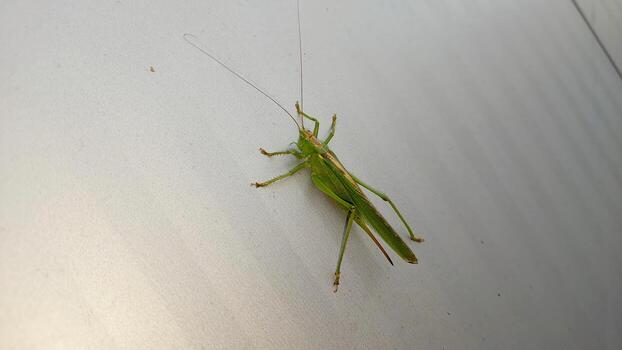 Green Grasshopper Resting on a Metallic Surface During a Sunny Afternoon photo