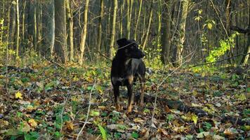 en svart hund står varna i en skog fylld med färgrik höst löv. de solljus filter genom de träd, skapande en lugn atmosfär i natur. video