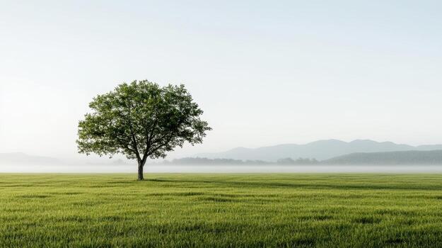 A lone tree stands in a grassy field photo