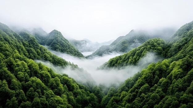 A green forest with fog and trees photo