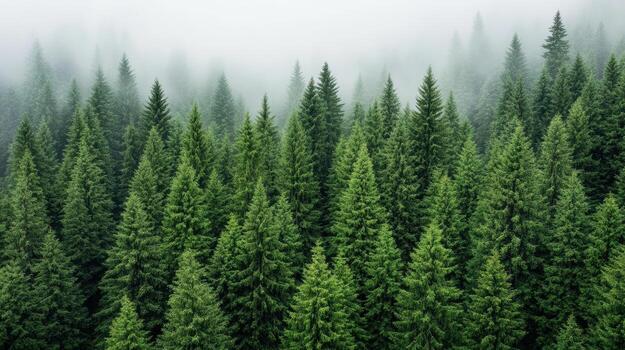 Green pine trees in the fog photo
