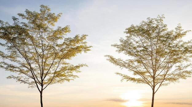 Two trees stand in front of a sunset photo