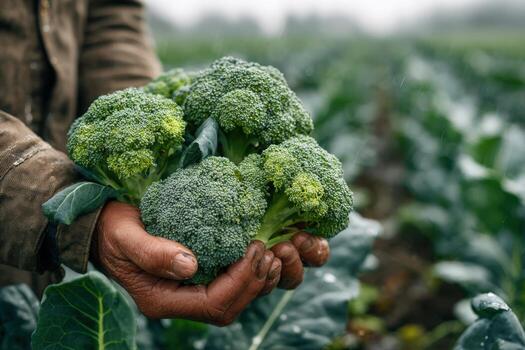 Farmer holding freshly harvested broccoli in hands, surrounded by lush green fields, showcasing agricultural practices and the importance of sustainable farming methods photo
