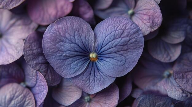 Heart-shaped violet petals create a stunning display of nature's photo