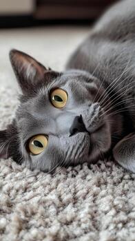 Grey cat relaxing on a soft carpet while looking directly at the camera in a cozy indoor setting photo