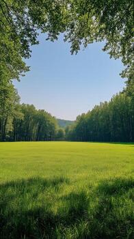 Lush Green Meadow Surrounded by Trees on a Sunny Day in a Tranquil Natural Setting photo