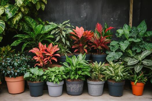 A row of potted plants in front of a black wall photo