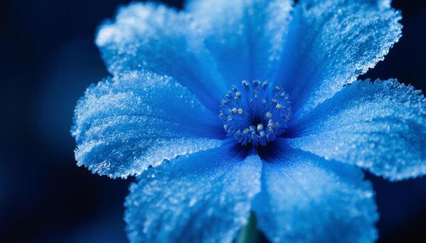 el frágil apariencia de el flor debajo un capa de hielo foto