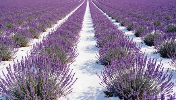 The Simple Elegance of Rows and Columns in the Snowy Field photo