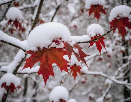 Artistic Rendering of the Branches Creating a Frame of Snow and Scarlet photo