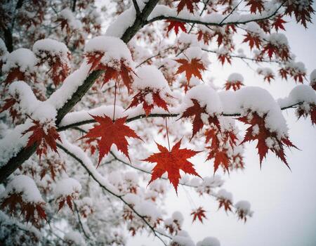Artistic Rendering of the Branches Creating a Frame of Snow and Red photo