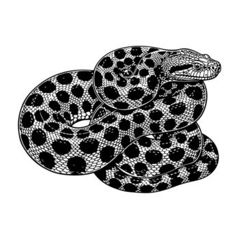 Black and white illustration of a coiled snake with patterned scales. Snake head in profile vector