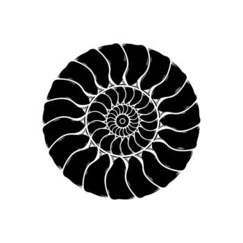 A spiraling black and white image. Shell-like form, with a central vortex, on a white background vector