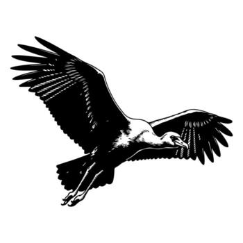 Silhouette of a bird with widespread wings soaring against a blank backdrop vector