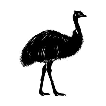 A monochrome silhouette of a large, flightless bird with long legs, feathers, and a pointed beak vector