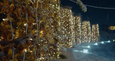 Bäume dekoriert mit funkelnd Beleuchtung im das Park. verschwommen Fee Beleuchtung. aus von Fokus Urlaub Hintergrund. Licht Bokeh von Weihnachten Baum. Neu Jahr Thema, Hintergrund. video