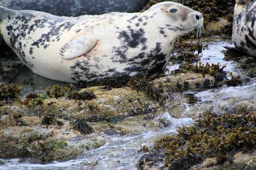 A seal sitting on rocks near a stream photo