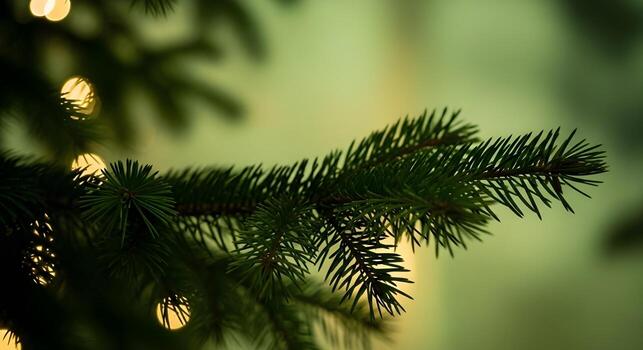 A detailed view of dark green pine needles on a branch illuminated by soft out-of-focus golden lights. photo