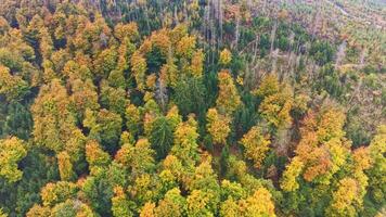 fuco volo al di sopra di autunno foresta. foresta a partire dal sopra. foresta con rosso e giallo alberi, superiore Visualizza. superiore Visualizza di autunno alberi video