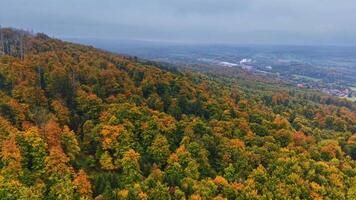 fuco volo al di sopra di autunno foresta. luminosa colorato foresta a partire dal sopra. foresta con rosso e giallo alberi, superiore Visualizza. superiore Visualizza di autunno alberi contro il sfondo di il foresta. video
